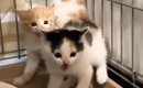 保護初日は『ブチギレていた子猫』→4日後の『まさかの光景』に笑顔に…