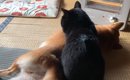 座布団の上でくつろぎたい柴犬と黒猫→場所を取り合っていると…『尊す…