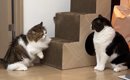 久しぶりに知人宅の猫を預かったら、家の猫と仲良くなって…微笑ましい…
