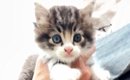 草むらで鳴いているところを保護された『オッドアイの子猫』→５か月後…