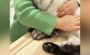 保護されて3日目の猫→女の子にギュッと抱きしめられると…幸せいっぱい…