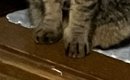 寝る前にトントンしてもらうのが日課の猫→飼い主がうっかり忘れたら……