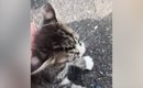 路上で保護された子猫たち→温かい家族のもとで成長して…『3年間の軌跡…
