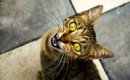 猫があなたに『一生懸命話しかけているとき』に訴えたい5つのこと　鳴…