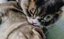 ネコが『背後から襲われた瞬間』を撮影した結果…思わず笑ってしまう光…