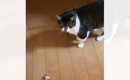 実家から帰った後、母から送られてきた『猫の様子』を見たら…涙せずに…