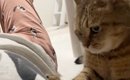 ママが帰宅してくつろぎ始めると、猫が近づいてきて……『可愛すぎる行…