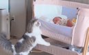 赤ちゃんが家に来て14日目→『猫たちの様子』を見ていると…賑やかな日…