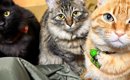 集まってきた3匹の猫→真ん中の子の『頭』を見たら…予想外の『武士がい…