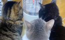 ストーブの前を見たら、『3匹の猫』が…信じられないほど可愛すぎる光…