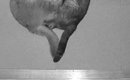 夜中にふと目が覚めて廊下のカメラを覗いたら、『2匹の猫』が…あまり…