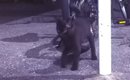飢えを凌ぐために『虫を食べていた』子猫が保護された結果…子猫が見せ…