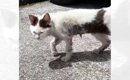 誰からも愛されていなかった『ボロボロの子猫』が保護された結果…激変…