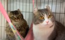 『不機嫌になったママ猫』に…パパ猫がとった『優しさあふれる行動』が…