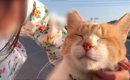 『おうちにおいでよ！こたつあるから』野良猫に声をかけた日から5年……