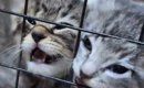 ケージの中で必死に鳴く『2匹の子猫』→顔を押し付けすぎてしまい…まさ…