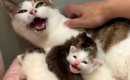 子猫の引っ越しを手伝ったら、母猫が『激おこモード』で…まさかの結末…