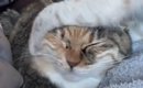 子猫にしつこく絡まれる先輩猫→『我慢の限界』に達した結果…衝撃の光…