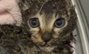 道端にうずくまる『ベタベタに汚れた子猫』を保護…1時間半の応急処置…