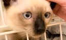 シャムの子猫をお迎えして大切にお世話した結果→１年後……すてきなビフ…