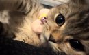 子猫とイチャイチャしていた飼い主→『チューして』と言ってみたら…ま…