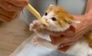納屋で保護された赤ちゃん猫に『ごはんをあげた』結果…とんでもない『…