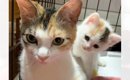 『ごはんをもらえませんか』というようにお家を訪ねてきた野良猫→お腹…
