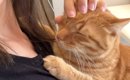 ママに抱っこされて『幸せそうな表情をする甘えん坊猫』→帰ってきた娘…