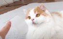 猫は頭にテープを貼ると大人しくなる…？『凶暴猫で検証』した結果に爆…