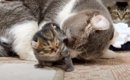 『夜泣き』が止まらない子猫たちに、新米猫夫婦が…『人間顔負けの神対…