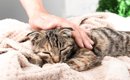 猫が撫でられたら喜ぶ『体の部位』3選 　絆が深まる上手なスキンシッ…
