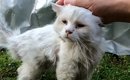 毎日家に来るようになった『ガリガリぼろぼろの白猫』を保護して2年……