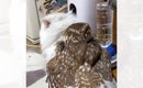 猫の背中に乗せてもらったフクロウ→落ちてしまった次の瞬間…本当の兄…