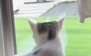 大好きなママが帰ってきたことに気づいた猫…あまりにも尊い『お出迎え…
