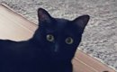 『仕事に行ってくるね』と猫に言ったら…飼い主に見せた『予想外のポー…