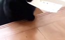 ルンルンで『階段を上ってきた黒猫』→『お口』に注目したら…たまらな…