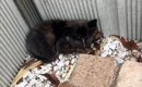保護したときは『黒猫だと思っていた』小さな子猫→大きくなると…すて…