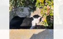 側溝でうずくまる『全身ボロボロの猫』が保護された結果…現在の様子に…