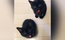 足元にやってきた2匹の赤ちゃん猫→『なに？』と聞いてみると…たまらな…