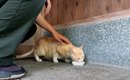 『3年間外で頑張ってきた野良猫』が保護された結果…想像もできなかっ…