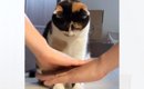 飼い主たちが猫の前で『円陣』を組んでみたら……とんでもなく尊い『ま…