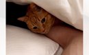 夜中に寂しくなった猫→大好きなお父さんのところへ向かうと…『とんで…
