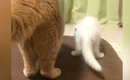 先住猫より『ずっと小さかった子猫』→11年後…劇的なビフォーアフター…