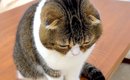 外出中のママを探し回る猫→帰りが待ちきれず、玄関で…見守りカメラが…