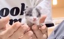 獣医に『厳しい』と告げられてしまった衰弱した子猫→諦めずにお世話し…
