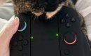 ゲームのプレイ中に『猫』がやって来て…中断せざるを得ない『可愛すぎ…