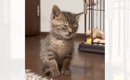 子猫『大きくなったら横になって寝るようになる』と思ったら…約1年後→…