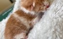 『本当に猫……？』小さすぎて何の生き物かわからなかった子を拾って２…