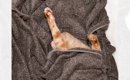 『猫が可愛い寝相で爆睡している』と思い顔を覗いてみたら…完全に想定…