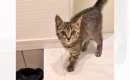 犬の散歩中にふらふらと歩く子猫と出会った結果…家に帰ると？→まさか…